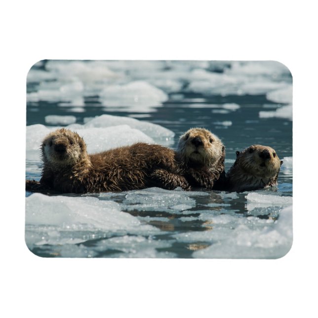 Sea Otter Family Magnet (Horisontell)