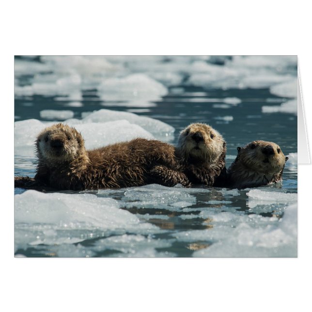 Sea Otter Family OBS Kort (Framsidan Horizontal)
