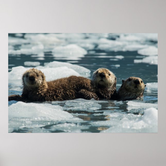 Sea Otter Family Poster (Framsidan)