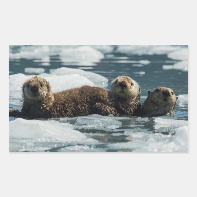 Sea Otter Family Rektangulärt Klistermärke (Framsida)