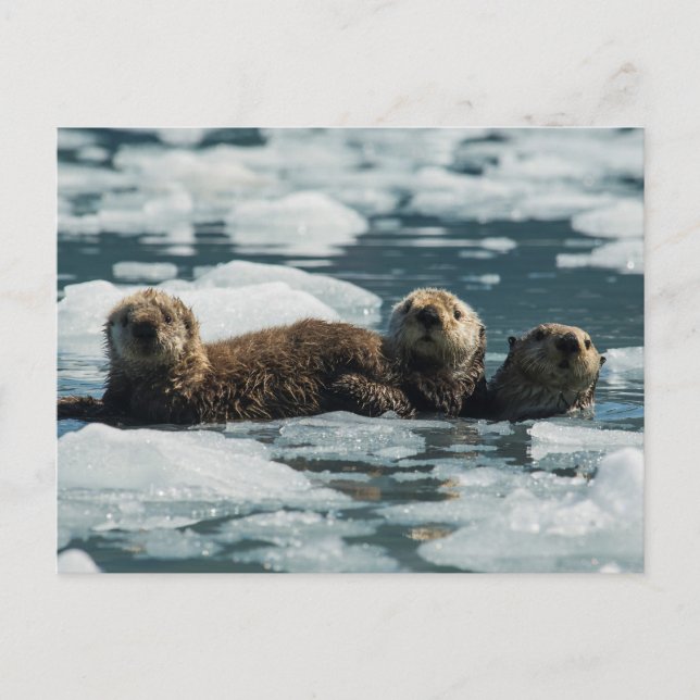 Sea Otter Family Vykort (Framsida)