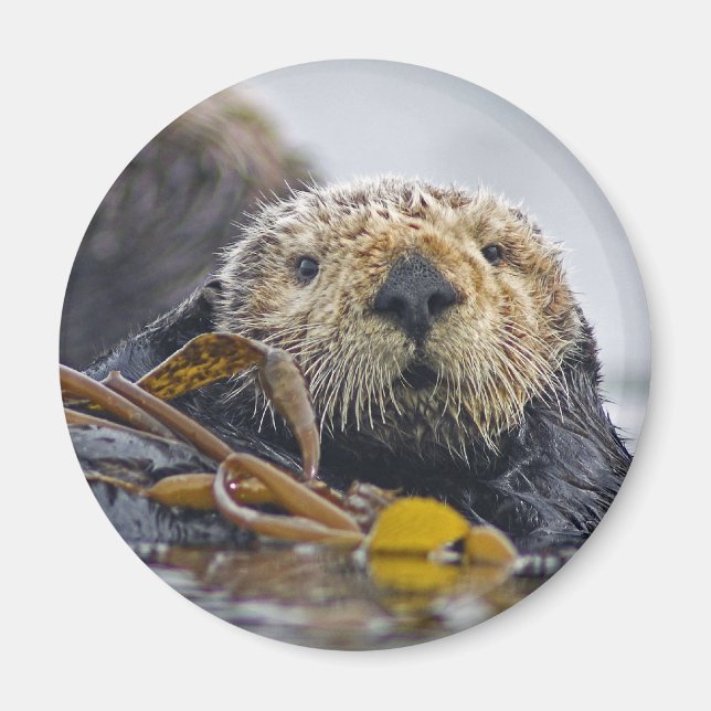 Sea Otter Magnet (Framsidan)