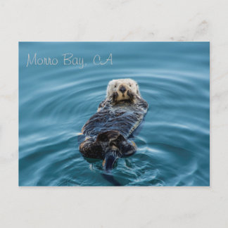 Sea Otter - Morro Bay Vykort