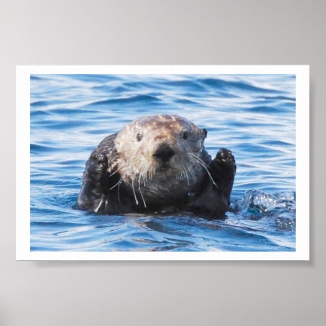 Sea Otter Poster (Framsidan)