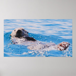 Sea Otter Poster