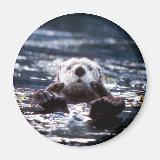 Sea Otter Swimming Magnet (Framsidan)