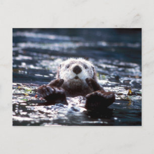 Sea Otter Swimming Vykort