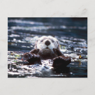 Sea Otter Swimming Vykort