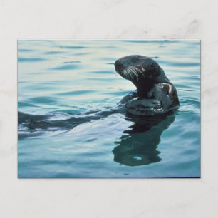 Sea Otter Vykort