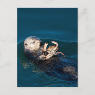 Sea Otter Vykort