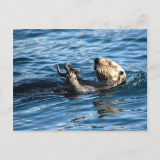 Sea Otter Vykort