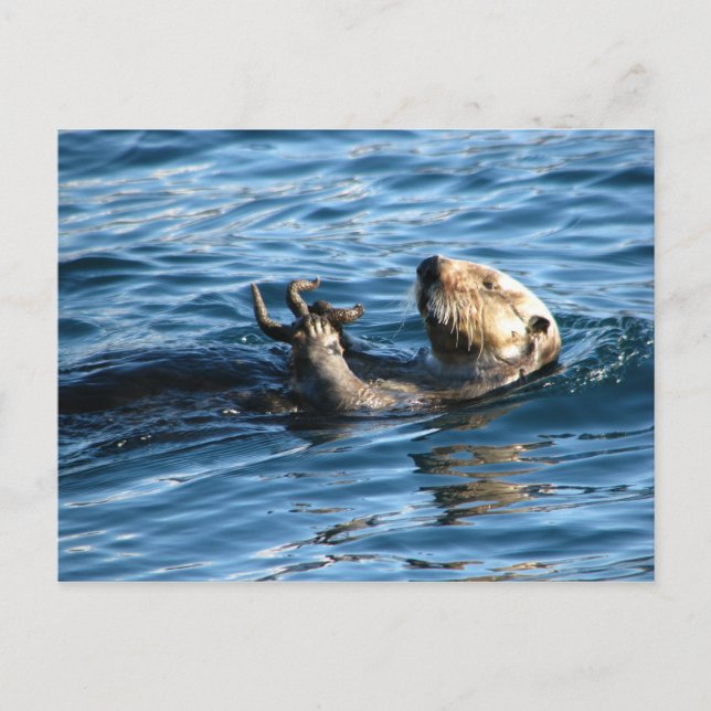 Sea Otter Vykort (Framsida)