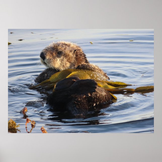 Sea Otter Wrapped in Kelp Poster (Framsidan)