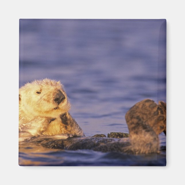 Sea Otters, Enhydra lutris 4 Magnet (Framsidan)