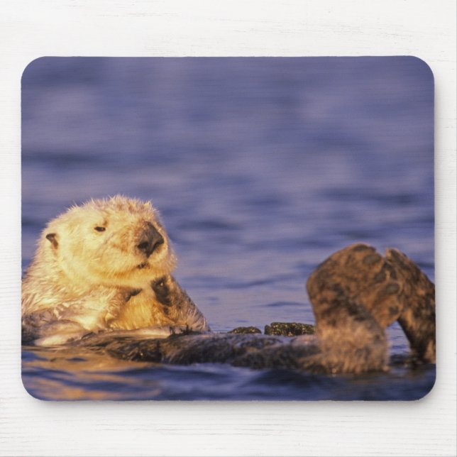 Sea Otters, Enhydra lutris 4 Musmatta (Framsidan)