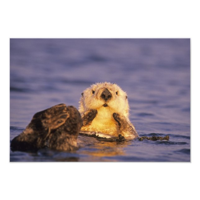 Sea Otters, Enhydra lutris Fototryck (Framsidan)