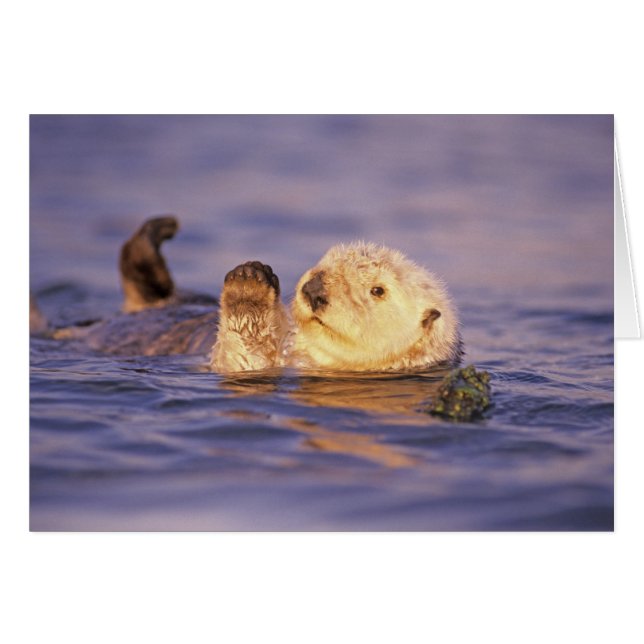 Sea Otters, Enhydra lutris Hälsningskort (Framsidan Horizontal)