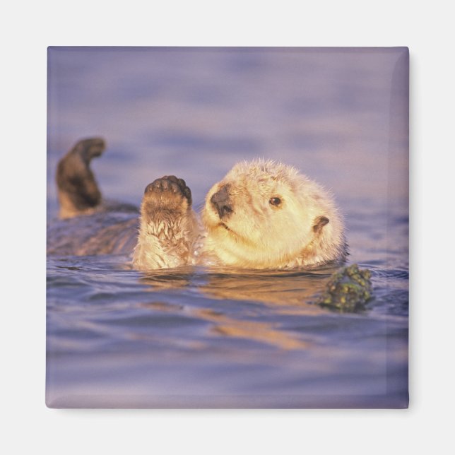 Sea Otters, Enhydra lutris Magnet (Framsidan)