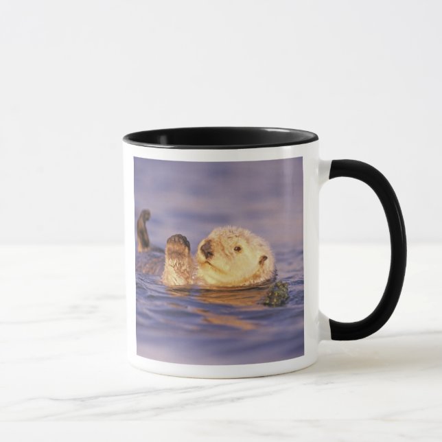 Sea Otters, Enhydra lutris Mugg (Höger)