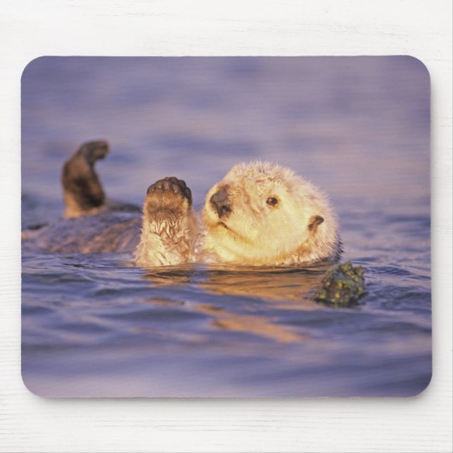 Sea Otters, Enhydra lutris Musmatta (Framsidan)