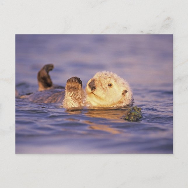 Sea Otters, Enhydra lutris Vykort (Framsida)