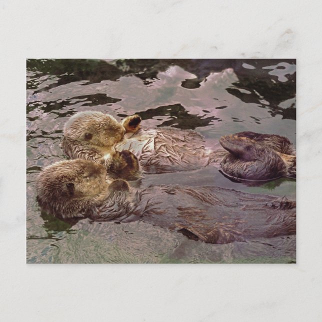 Sea Otters Holding Händer Vykort (Framsida)