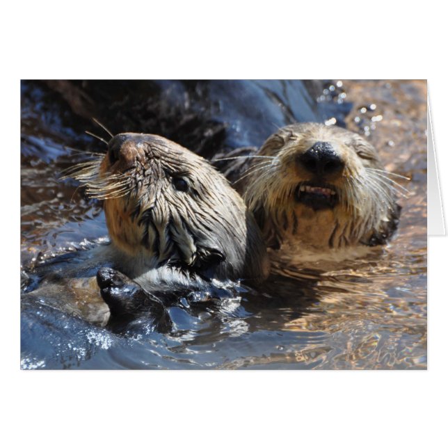 Sea Otters Smiling! Hälsningskort (Framsidan Horizontal)