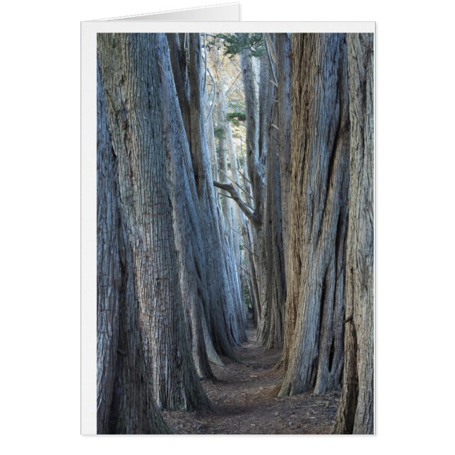 Sea Ranch, CA Hälsningskort (Framsidan)