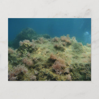 Sea Scape Vykort