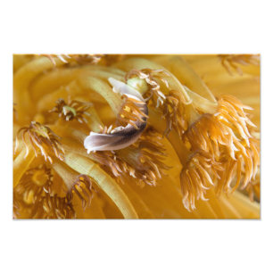 Sea Slug on Gult Anemone Fototryck
