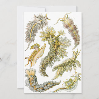 Sea Slugs av Ernst Haeckel, Vintage Nudibranchia Inbjudningar