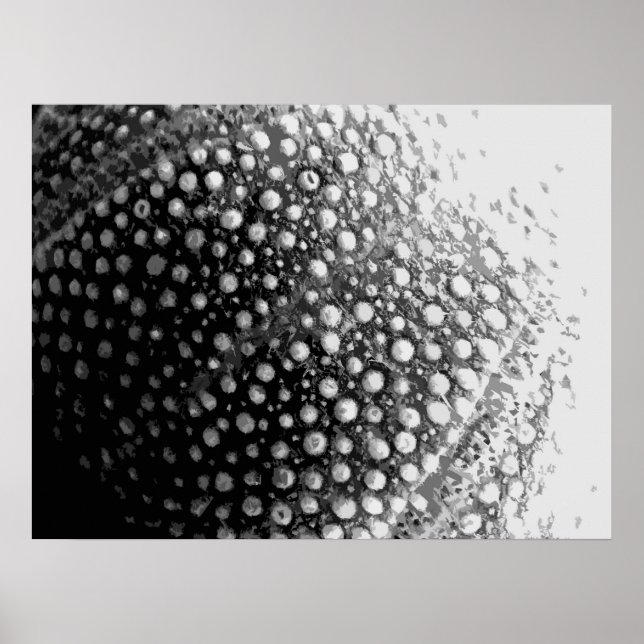 SEA-SNÄCKA 4 POSTER (Framsidan)