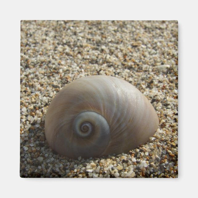 Sea Snäcka Magnet (Framsidan)