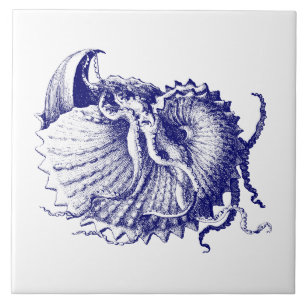 Sea snäcka Nautilus Blue & White Kakelplatta