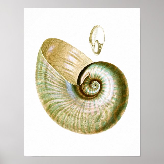 Sea Snäcka no.11 Beach Decor Art Print Poster (Framsidan)