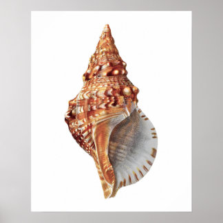 Sea Snäcka nr 3, utskrift av avkodningsfack. Poster