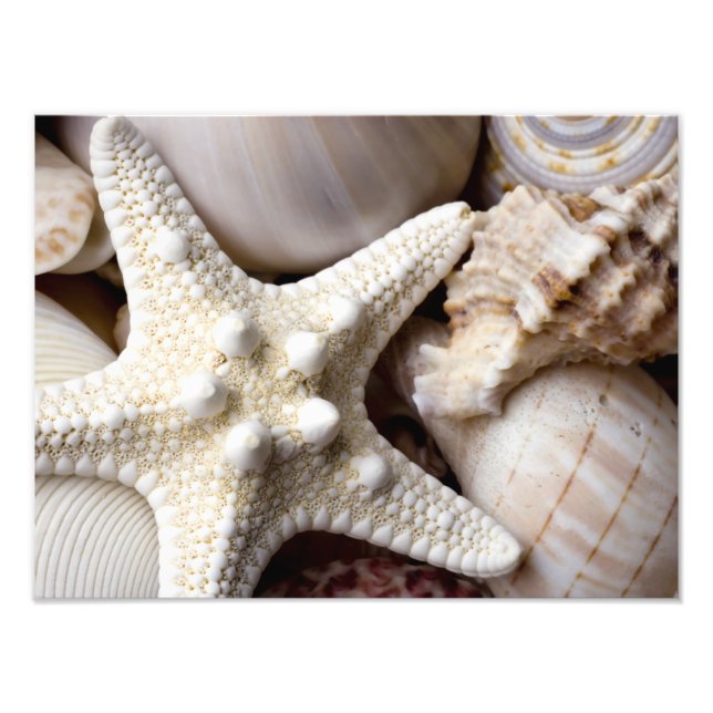 Sea Snäcka Starfish Background - Beach Snäckors Fototryck (Framsidan)