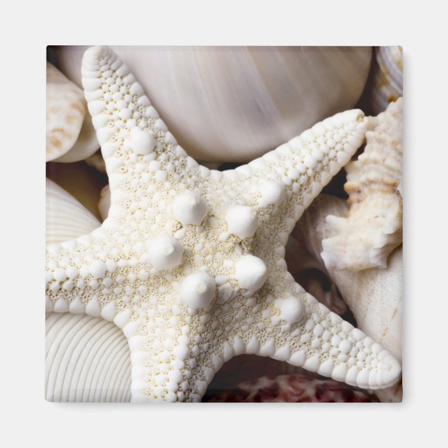 Sea Snäcka Starfish Background - Beach Snäckors Magnet (Framsidan)