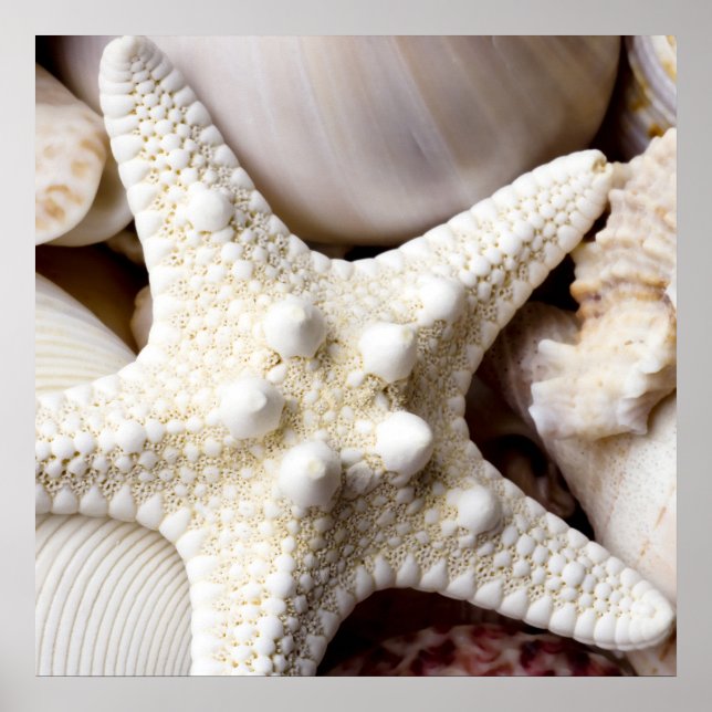 Sea Snäcka Starfish Background - Beach Snäckors Poster (Framsidan)