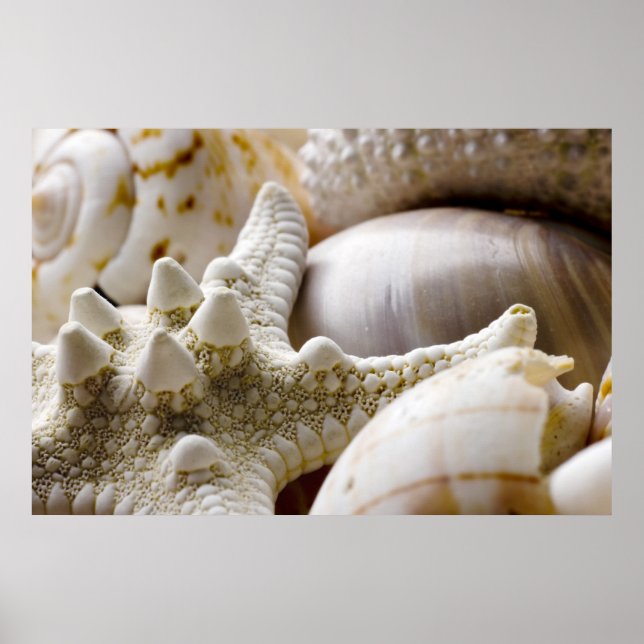 Sea Snäcka Starfish Background - Beach Snäckors Poster (Framsidan)