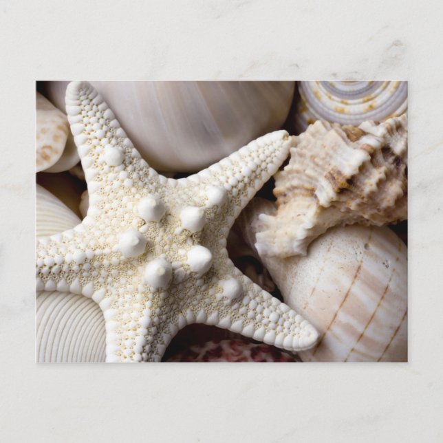 Sea Snäcka Starfish Background - Beach Snäckors Vykort (Framsida)