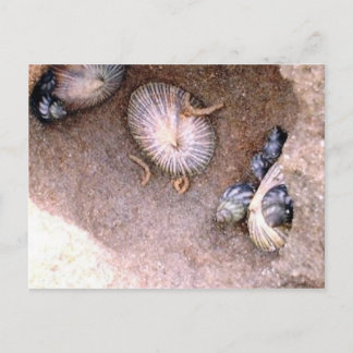Sea Snigel och Barnacles Vykort
