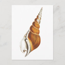SEA SPINDLE-SJÖLIVET SEASHELLS POSTCARD VYKORT