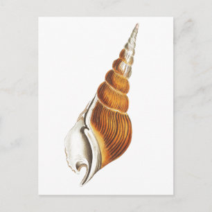 SEA SPINDLE-SJÖLIVET SEASHELLS POSTCARD VYKORT