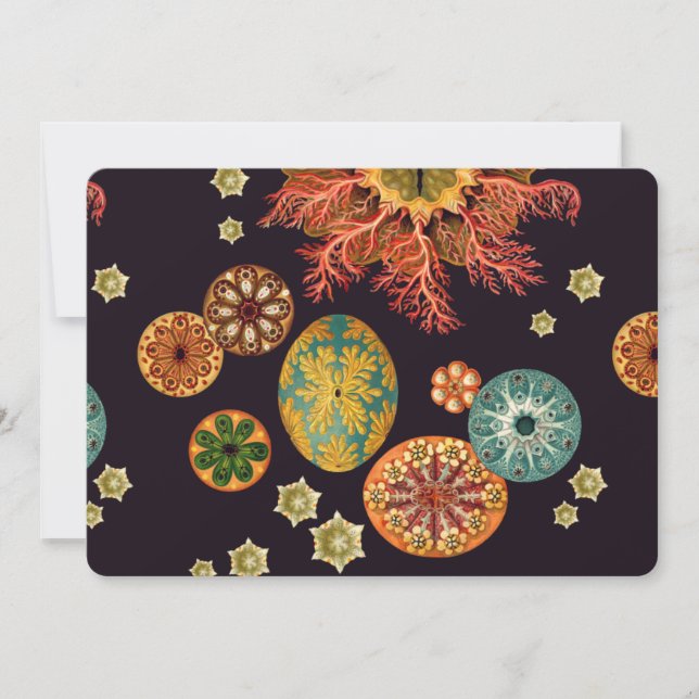 Sea Squirt Remix (Framsida)