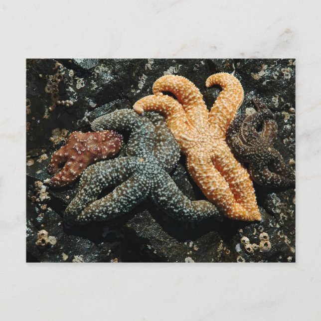 Sea Star-familjen Vykort (Framsida)