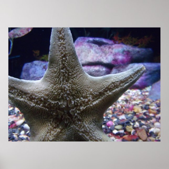 Sea Star Poster (Framsidan)