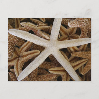 Sea Stars Vykort