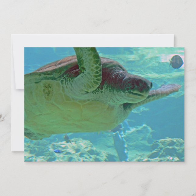 Sea Turtle (Framsida)