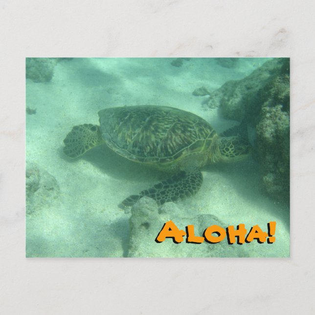 Sea Turtle Aloha från Hawaii Postcard Vykort (Framsida)